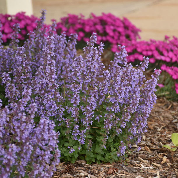 'Cat's Pajamas' Catmint. Proven Winners