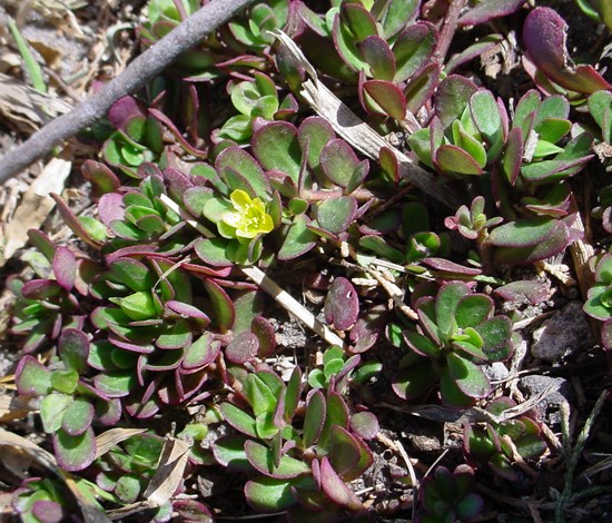 purslane