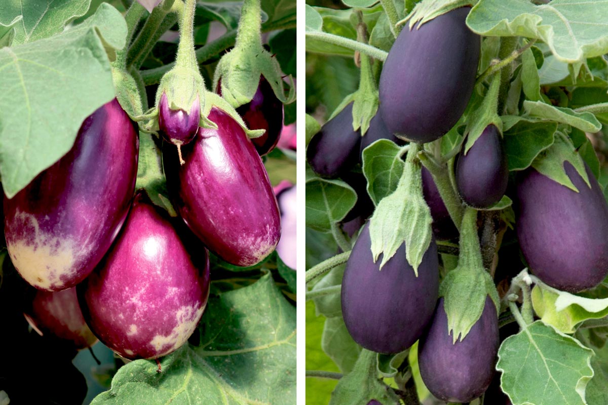 Eggplant 'Amethyst', left, and 'Baby Jack', right