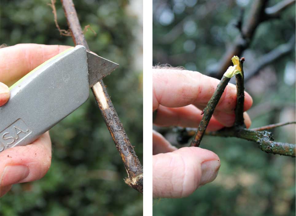 Branch scrape and bend test