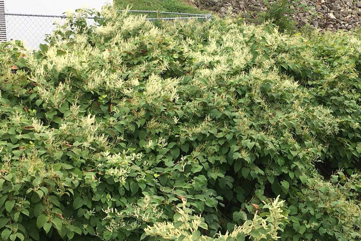 Fast-growing Japanese knotweed