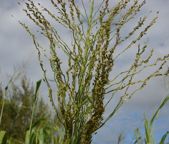 guineagrass