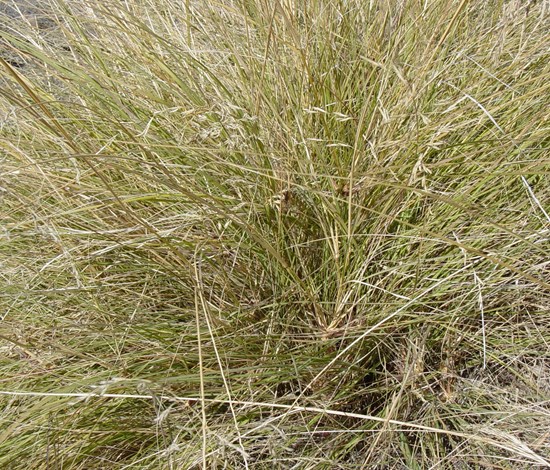 lovegrass