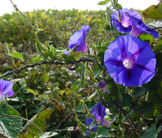 morning glory vine flowers