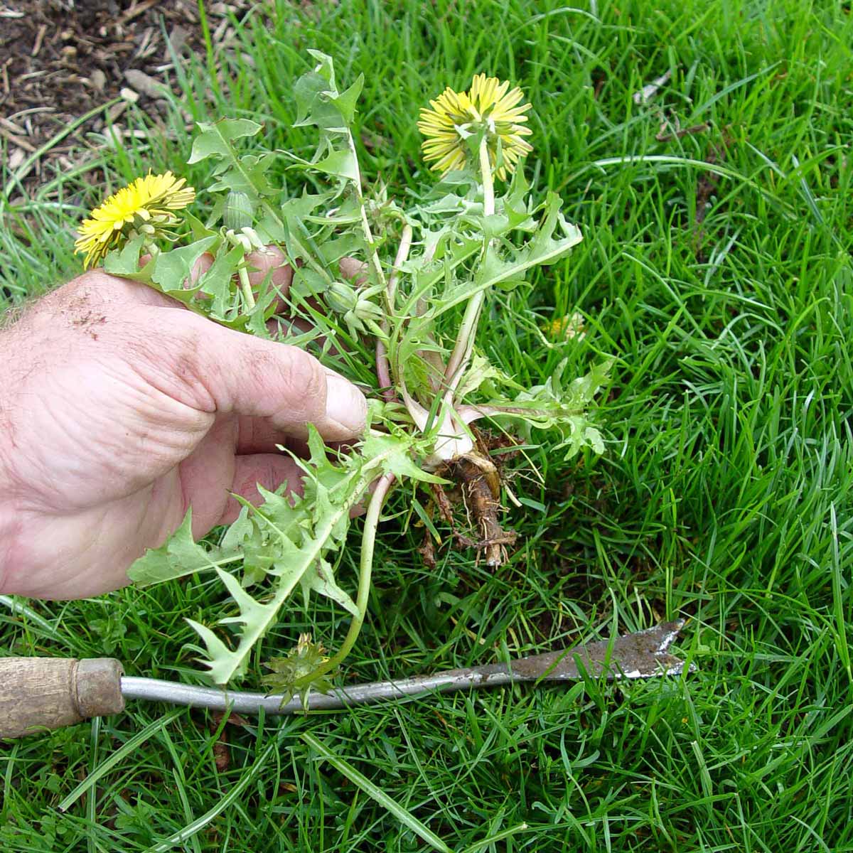 Broken dandelion root after pulling.