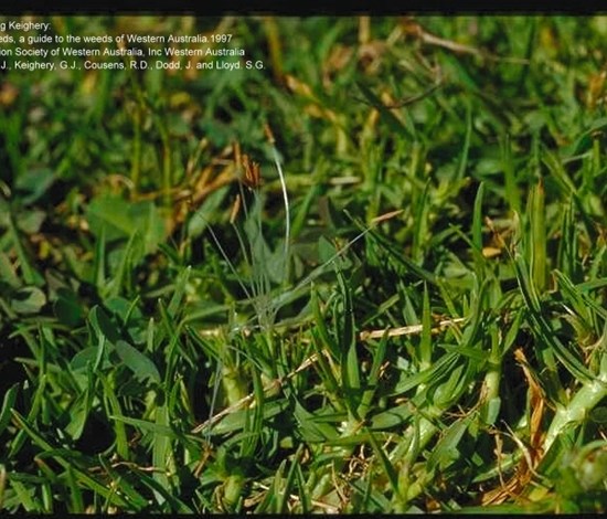 kikuyu grass