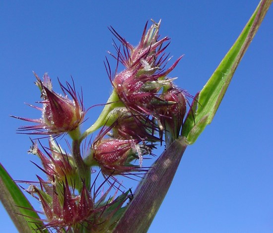 sandbur flowers