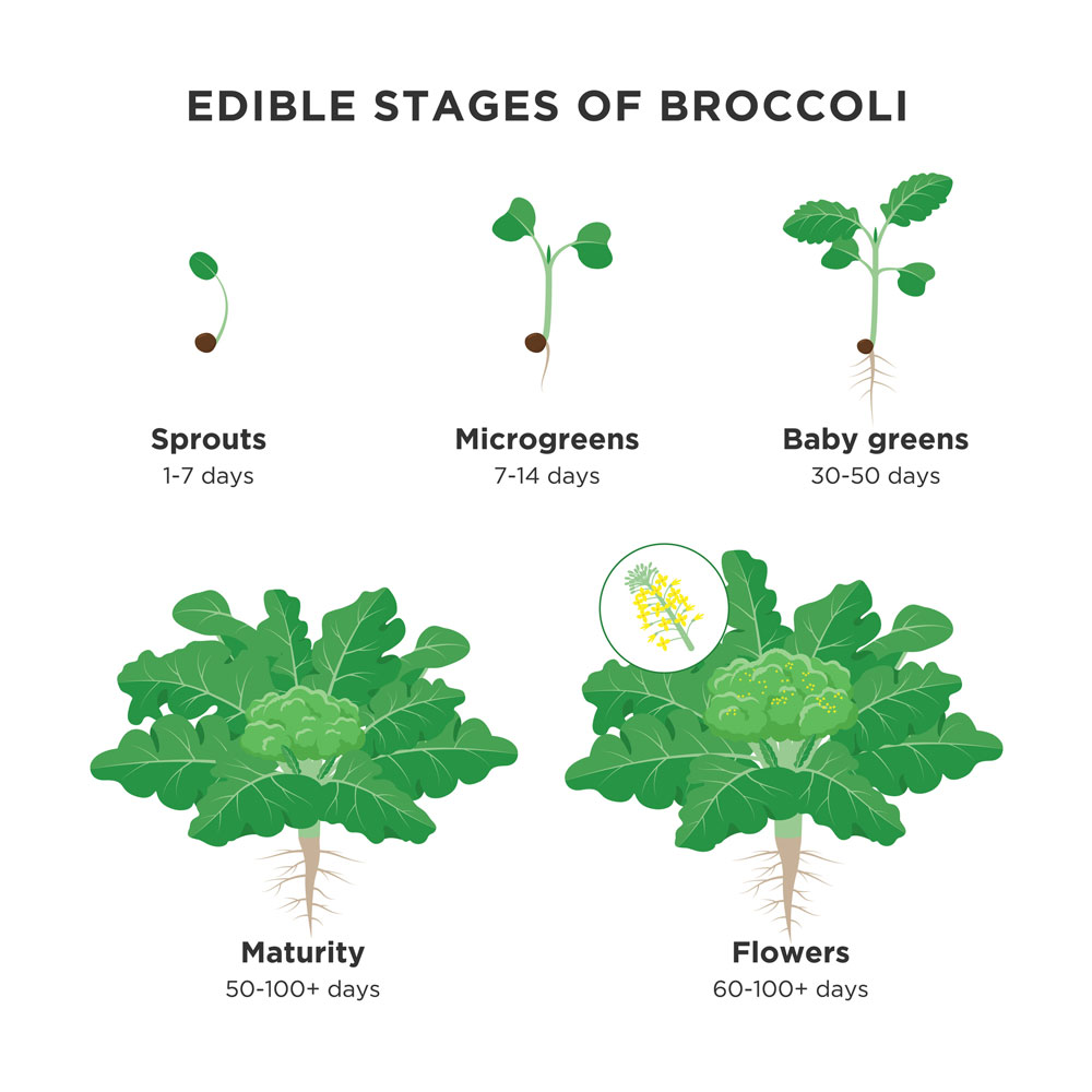 Broccoli Lifecycle