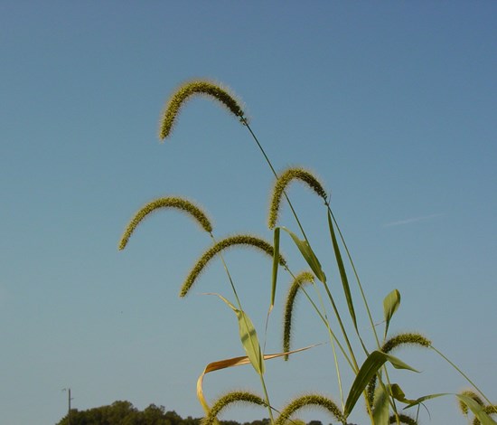 giant foxtail weed with seedheads