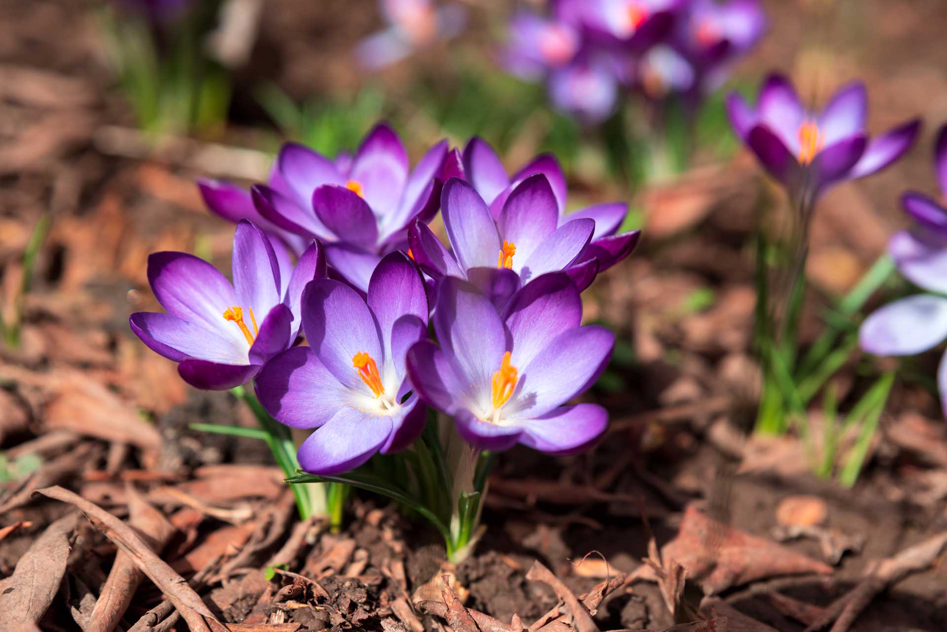 Purple crocuses in bloom