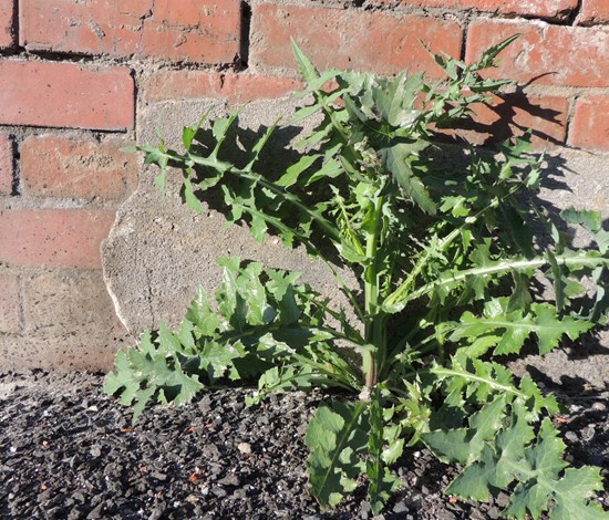 sowthistle