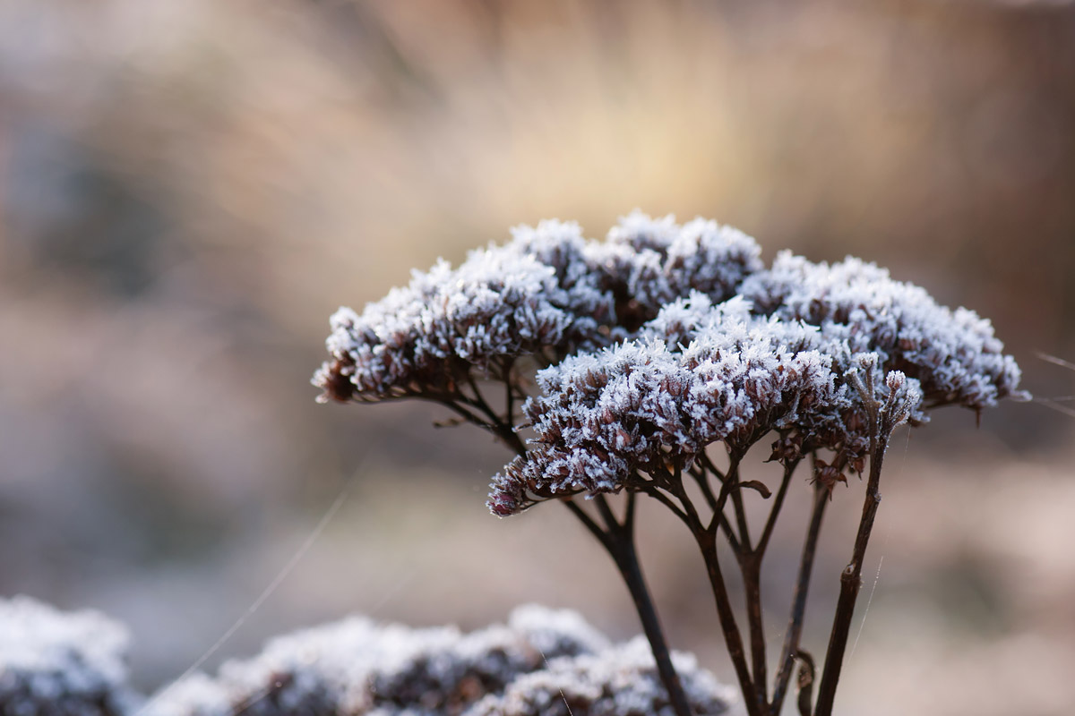 'Autumn Joy' sedum (Hylotelephium spectabile) in winter