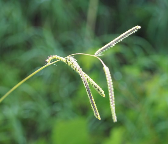 Dallisgrass seedhead