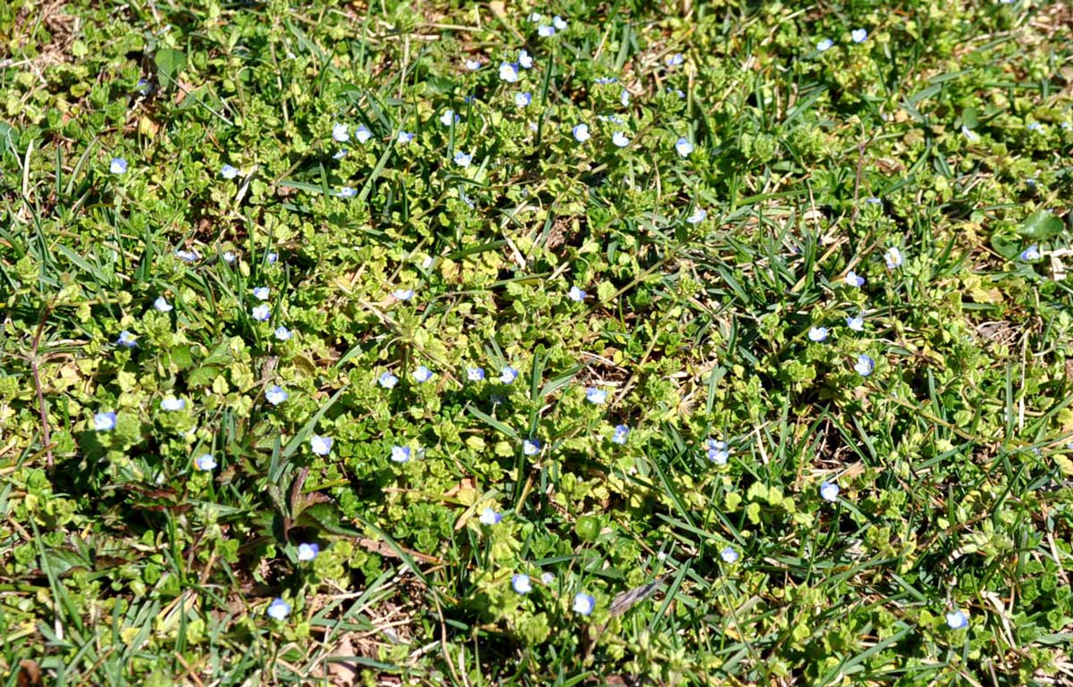 Mats of blue-blooming corn speedwell are dominating this thin lawn