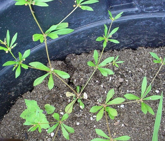 Carpetweed