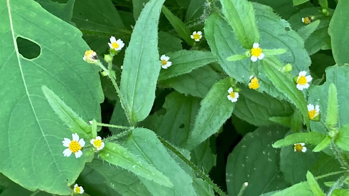 Hairy galinsoga flowers