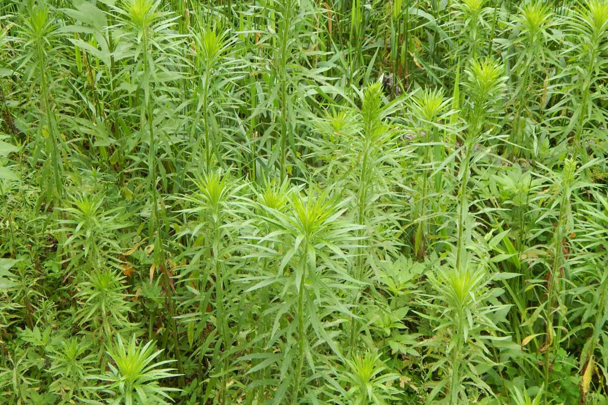 Colony of tall marestail plants