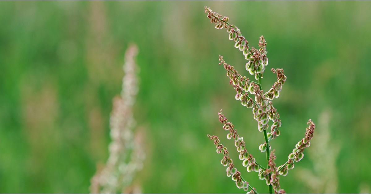 Weed Control and the Life Cycles of Weeds