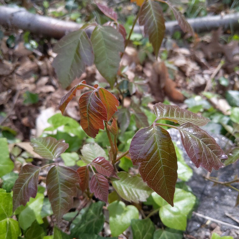 Poison ivy