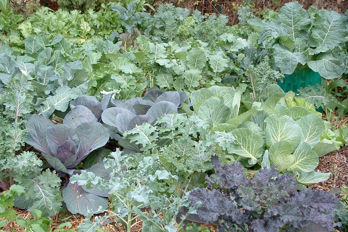 LEafy vegetables in a garden