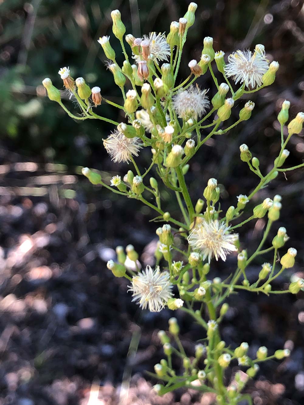 Marestail flowers and seedheads.