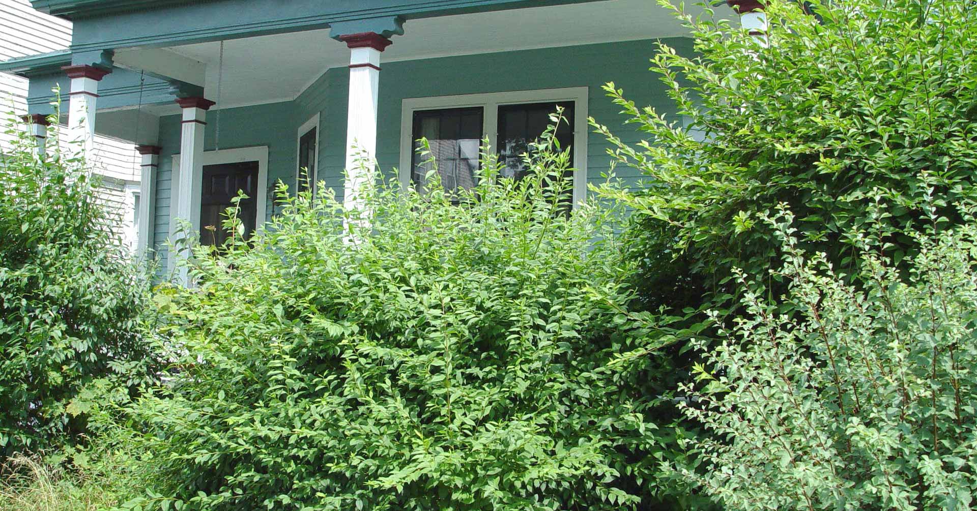 Overgrown Front Porch Bushes