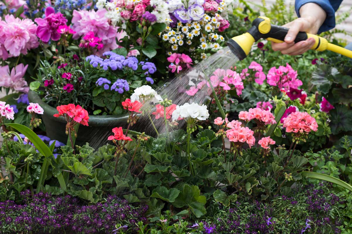 Watering perennial flowers in a summer garden