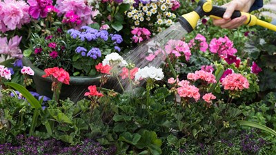 Watering perennial flowers in a summer garden