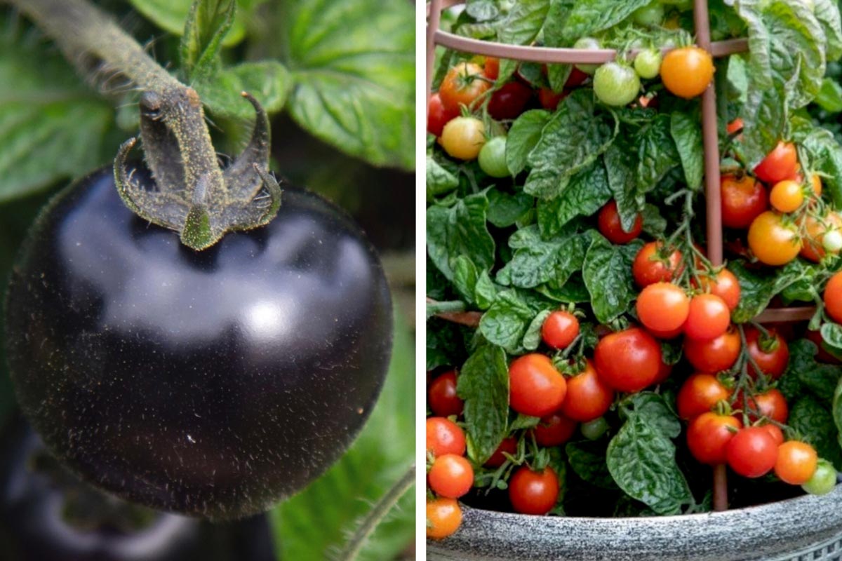 Akoya and Partyball tomatoes