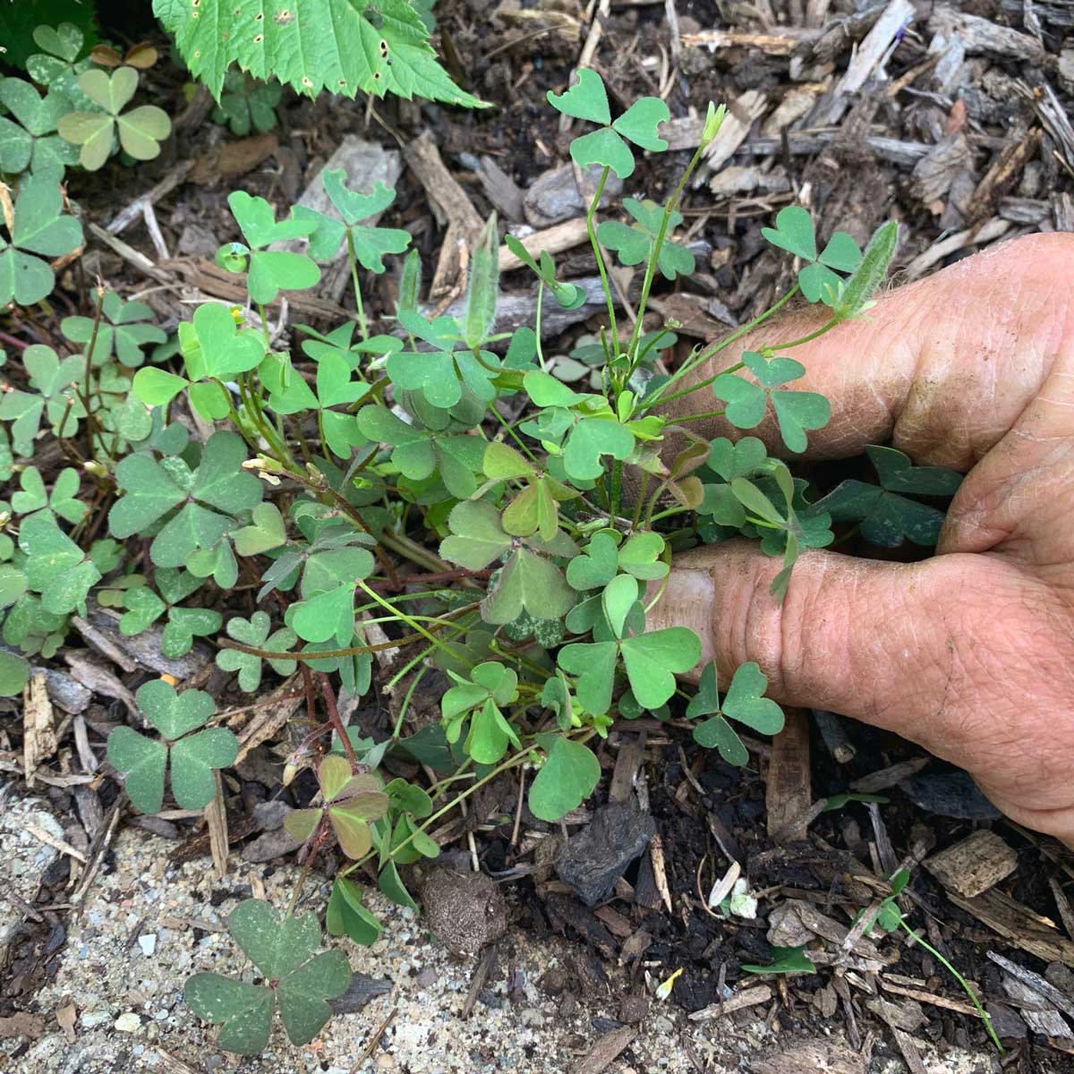 Pulling a yellow woodsorrel weed in the garden