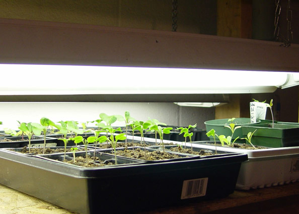 Grow seedlings two to three inches under workshop lights, turned on 14 hours a day. © George Weigel