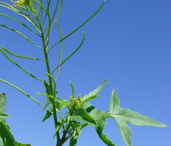 London rocket seedpods