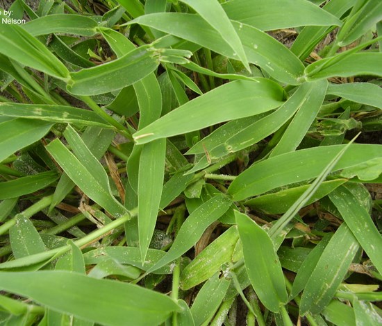 Texas panicum leaves