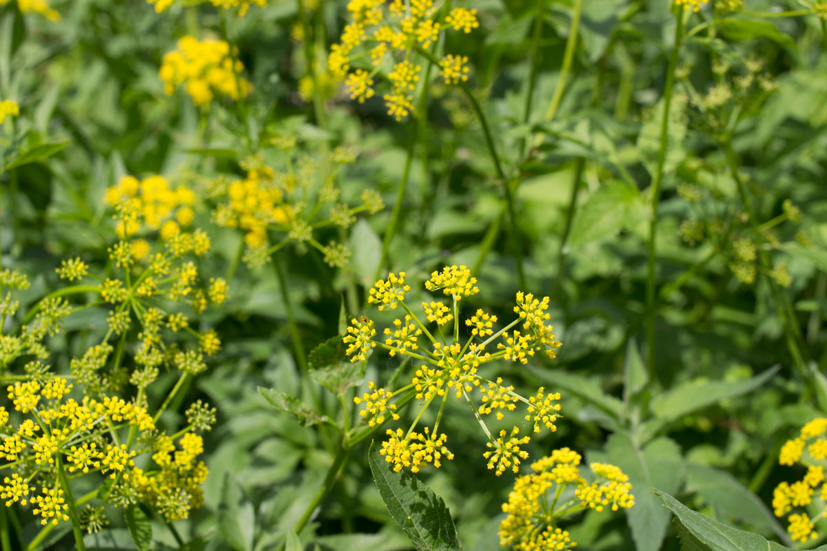 Wild parsnip (Pastinaca Sativa) yellow flowers