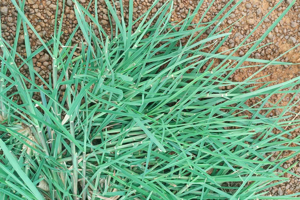 Goosegrass