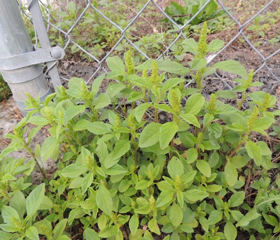 Redroot pigweed