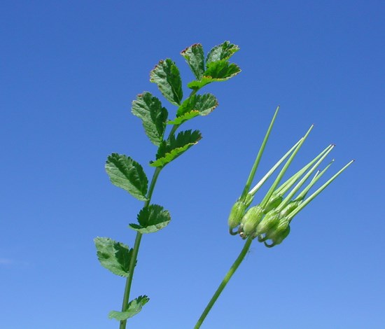 filaree seedhead