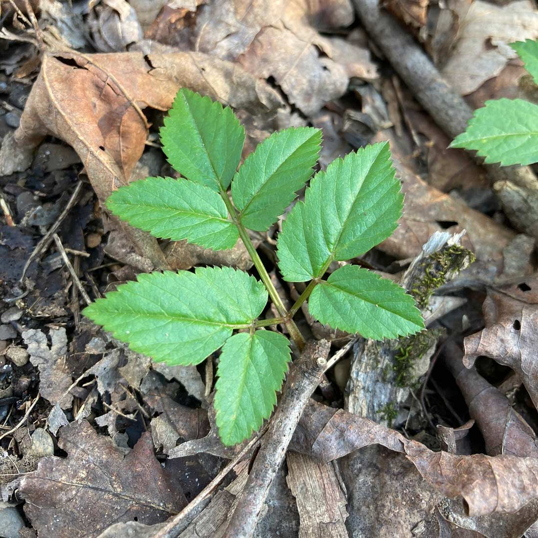 Goutweed seedling