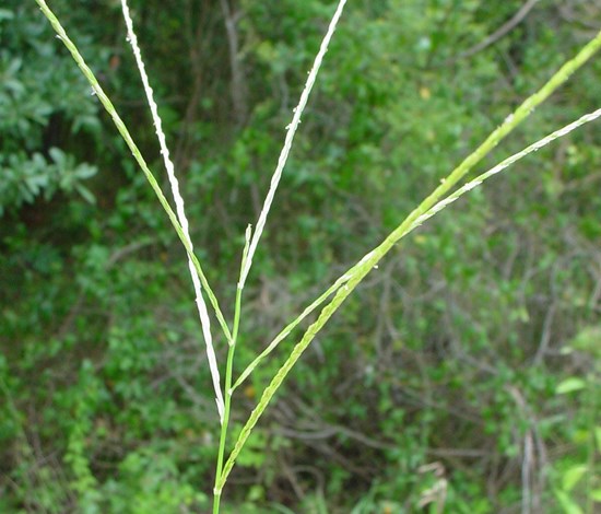 southern crabgrass seedhead