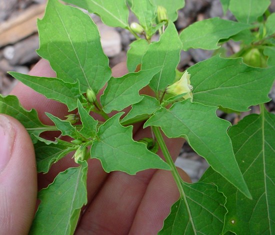 lanceleaf groundcherry