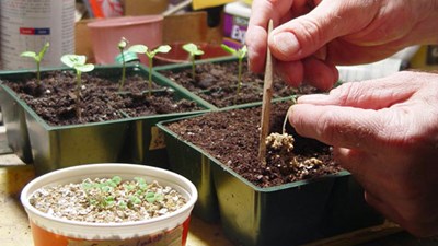 Transplanting vegetable seedlings