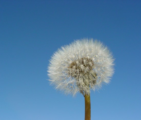 Dandelion, Taraxacum Officinale, in seed puffball stage