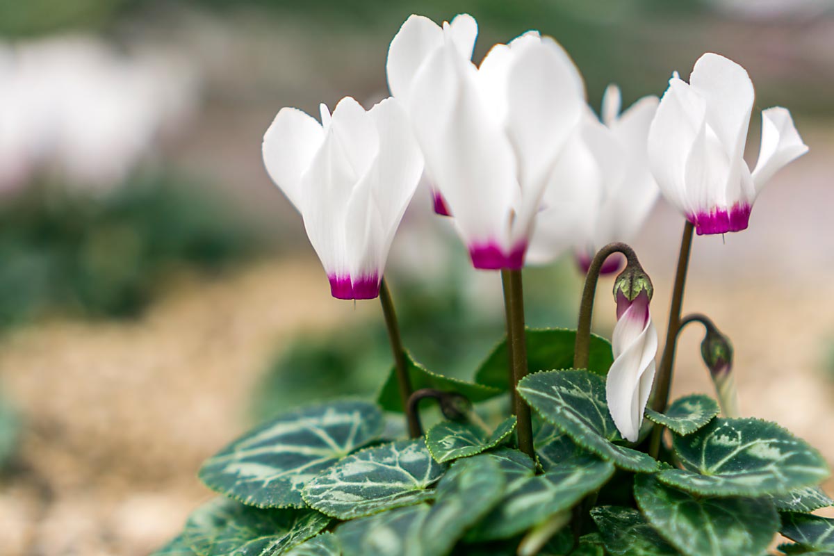 Cyclamen