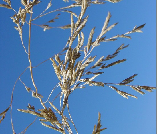 lovegrass
