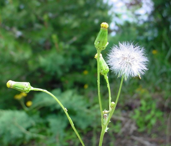 Groundsel Senecio Vulgaris