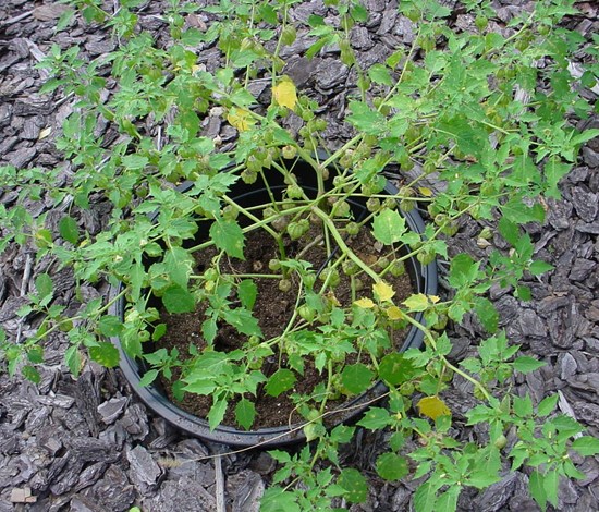 lanceleaf groundcherry