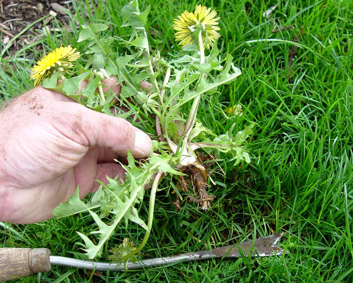 Dandelion with broken root