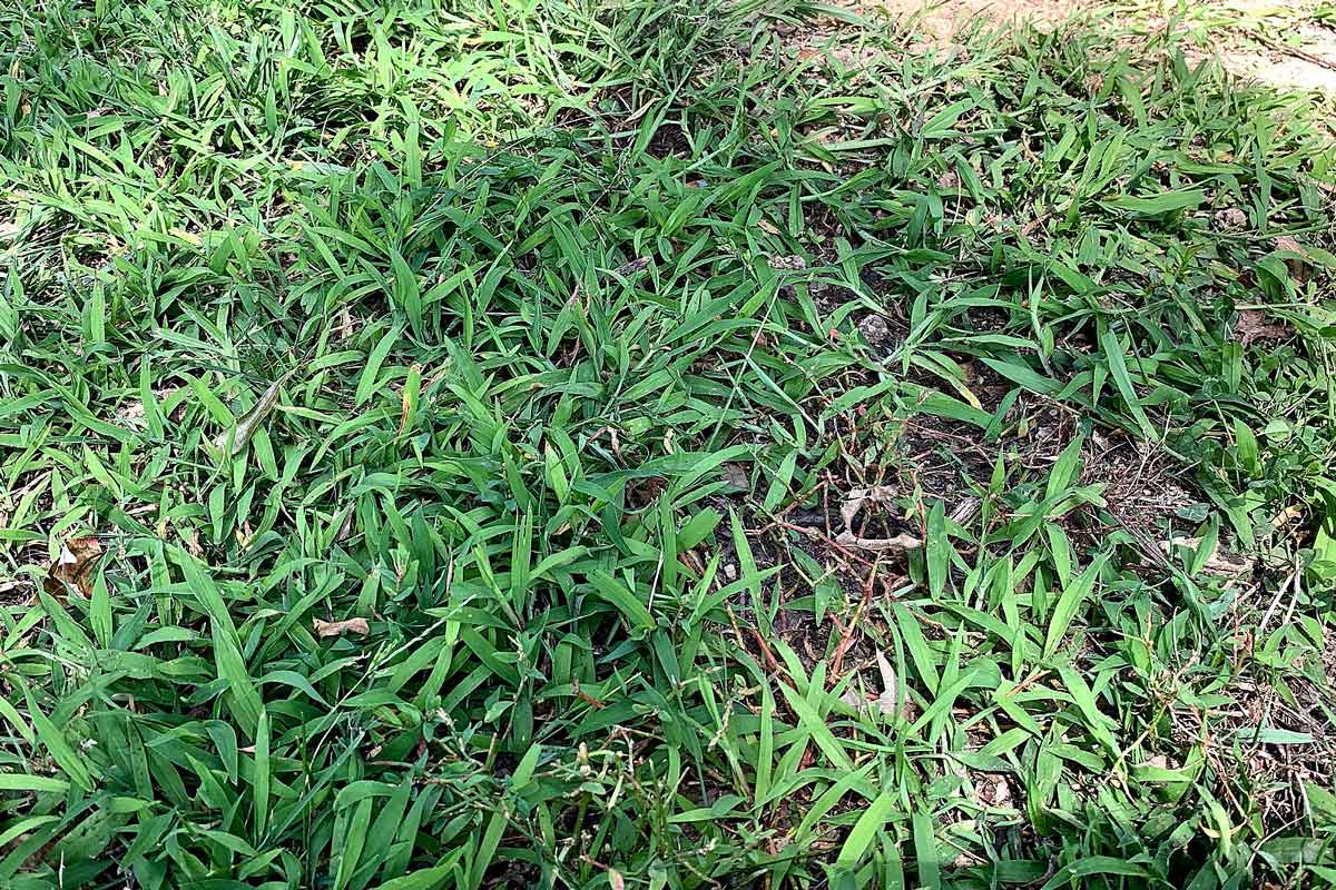 Crabgrass in a lawn