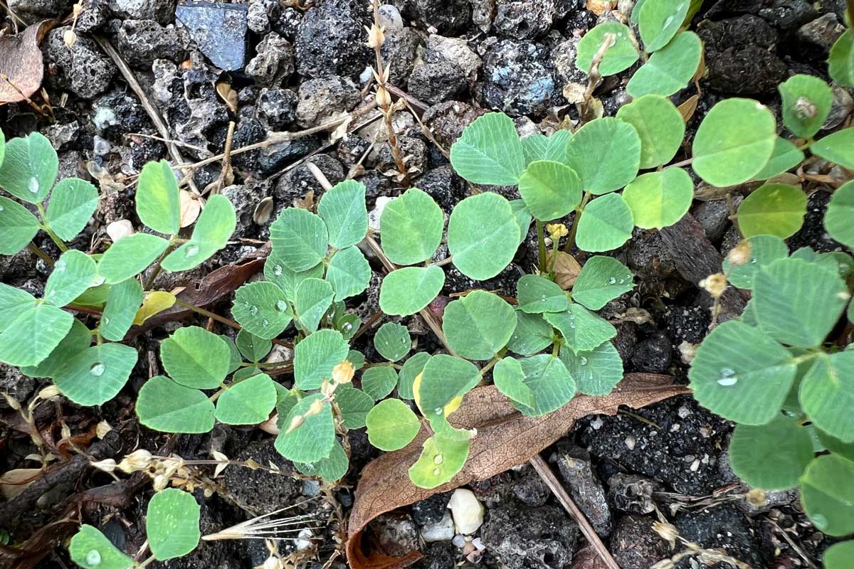 Black medic weed seedlings