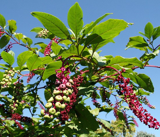 pokeweed immature berries